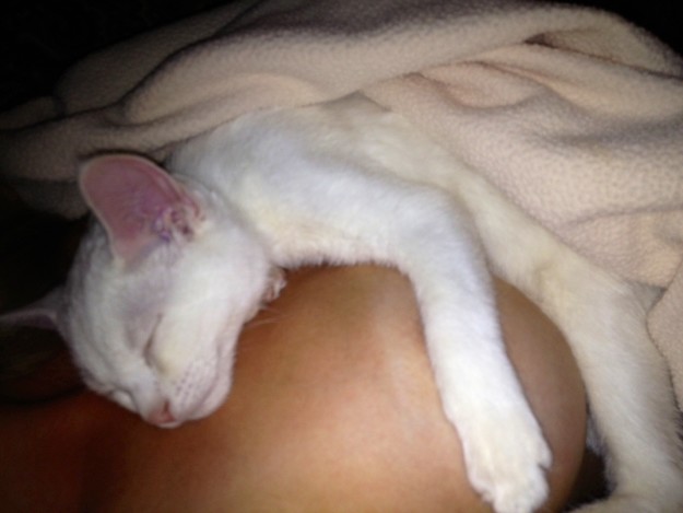 Alyson and Amanda Michalka 6420