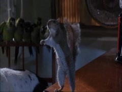 Courteney Cox in Ace Ventura Pet Detective 19