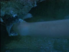 Jacqueline Bisset Transparent Dress , Nipple in The Deep 8