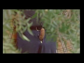 Yuliya Mayarchuk nude , hairy pyssu scene in Cheeky  2