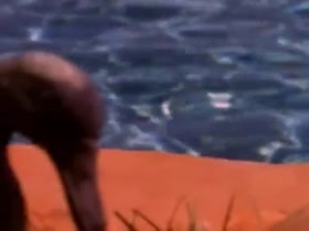 Brande Roderick sex scene in Club Wild Side (1998) 9