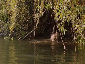 Diana Garcia, Paulina Gaitan in Sin Nombre (2009) 19