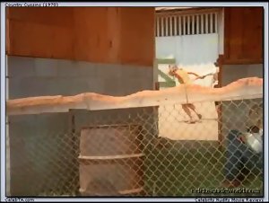 Rene Bond Hairy Pussy , Explicit in Country Cuzzins (1970) 14
