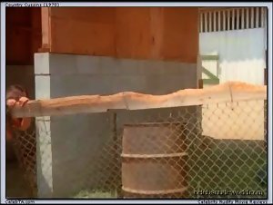 Rene Bond Hairy Pussy , Explicit in Country Cuzzins (1970) 15